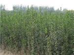 青州市新牧原花卉苗木专业合作社 北海道黄杨批发量大从优，一站式绿化苗木供应基地