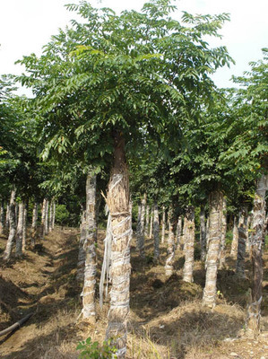 栾树专业种植基地——湖南益阳宏发苗木种植基地